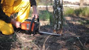 Best Tree and Shrub Care  in Irvine, CA