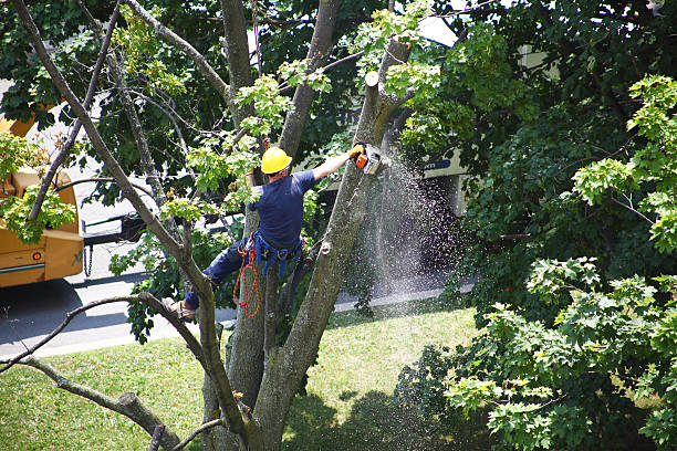 Best Hazardous Tree Removal  in Irvine, CA